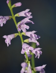 Physostegia intermedia