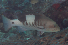 Gracila albomarginata