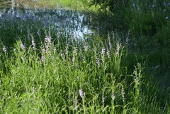 Physostegia intermedia