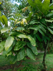 Brownea ariza