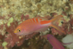 Pyronotanthias lori