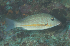 Lethrinus obsoletus
