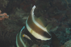 Heniochus chrysostomus