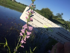 Physostegia intermedia