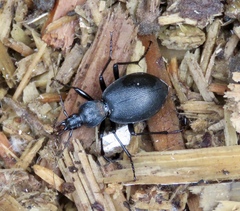 Cychrus caraboides