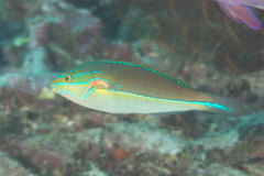 Stethojulis bandanensis