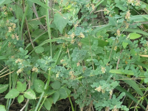 Dalea scandens, photograph 1