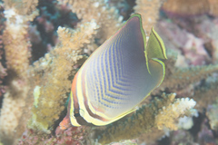 Chaetodon baronessa