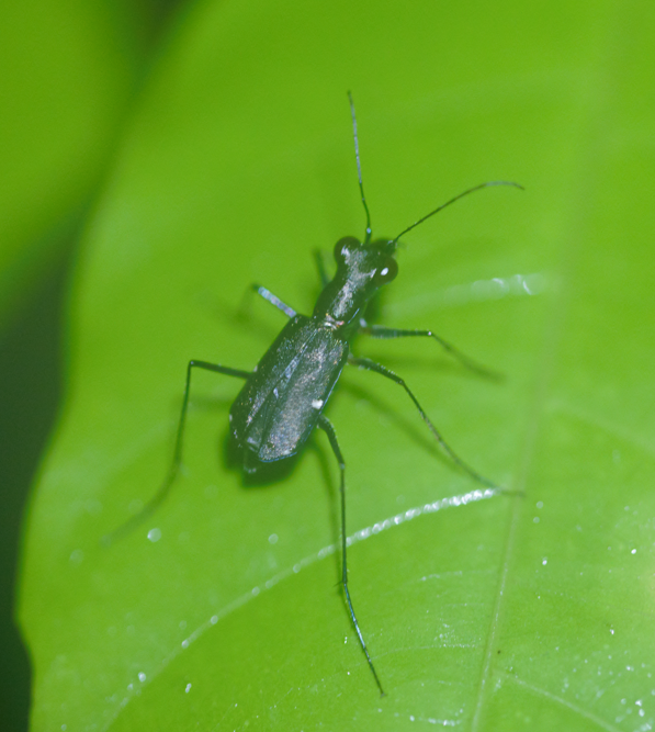 Odontocheila margineguttata
