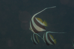 Heniochus diphreutes