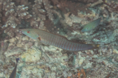 Hologymnosus doliatus