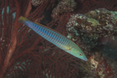 Hologymnosus doliatus