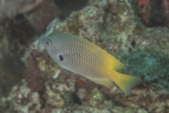 Pomacentrus nigromarginatus