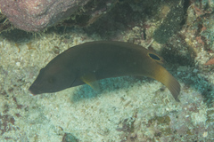 Anampses geographicus