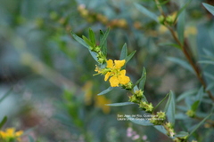 Heimia salicifolia