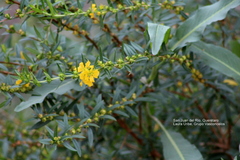 Heimia salicifolia