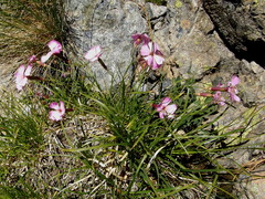 Dianthus saxicola