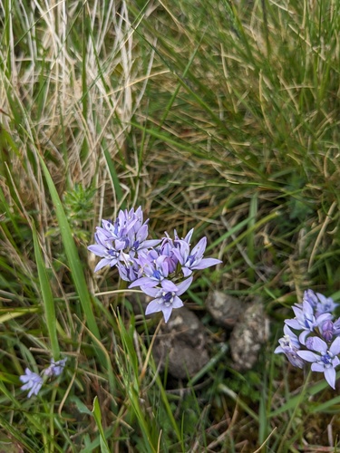 Scilla verna