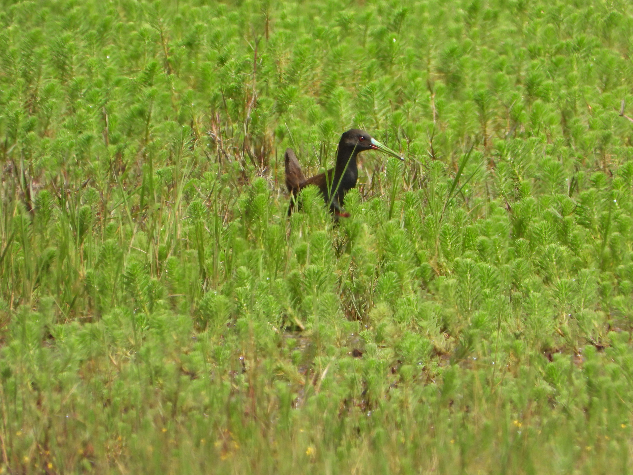 Pardirallus sanguinolentus image