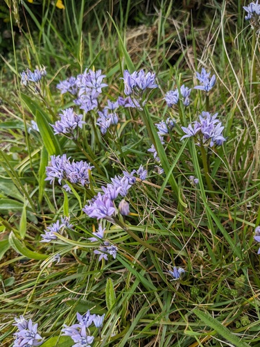 Scilla verna
