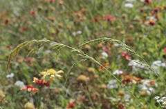 Limnodea arkansana