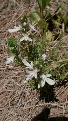 Teucrium laciniatum