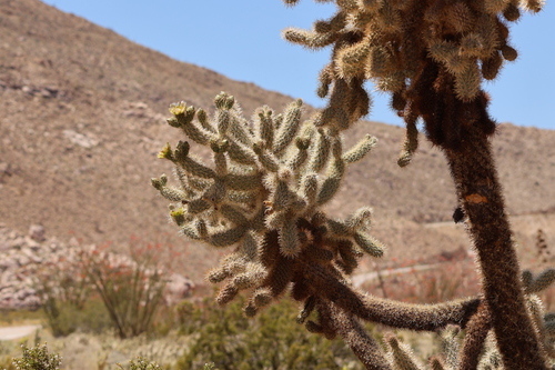 Image of Cylindropuntia fosbergii by (c) Millie Basden, some rights reserved (CC BY)