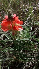 Sphaeralcea angustifolia