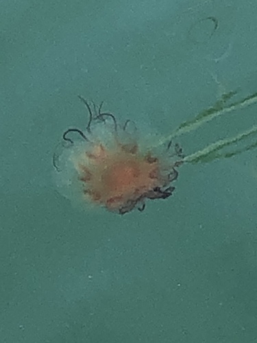 Pacific Lion's Mane Jelly, photo 5 of 10