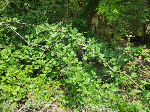 Pisonia aculeata iNat (3)