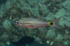 Cheilodipterus artus