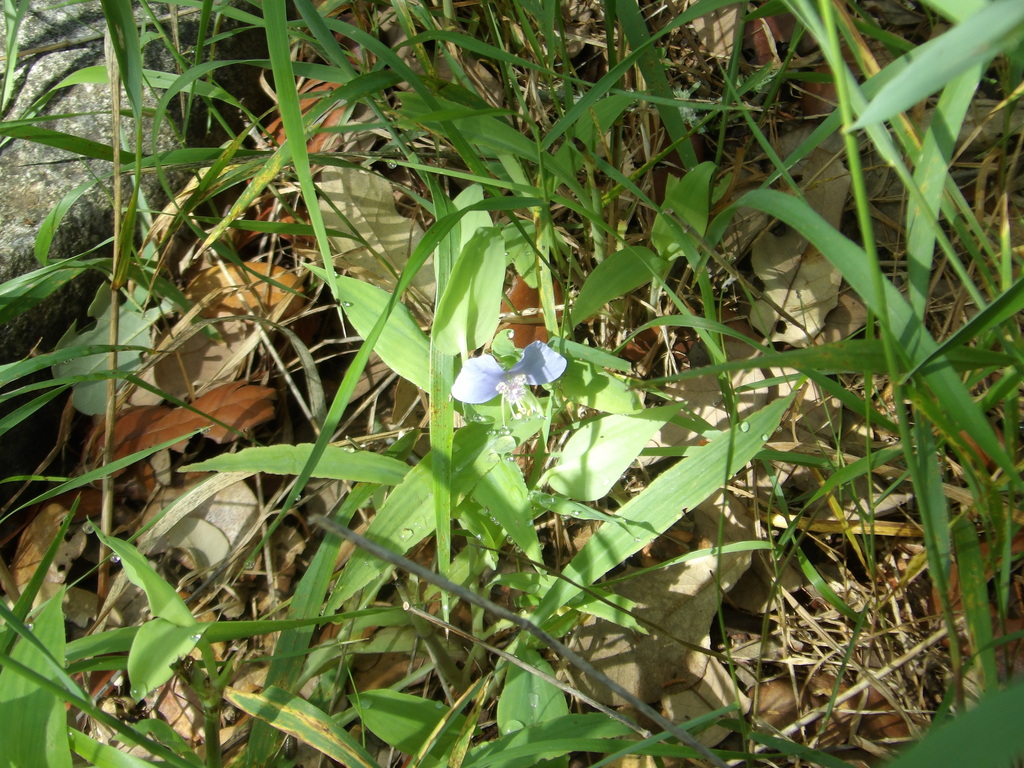 Tinantia anomala; photograph Karen Wilson, CC0, iNaturalist via GBIF