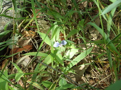 Tinantia anomala