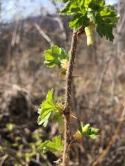 Ribes oxyacanthoides