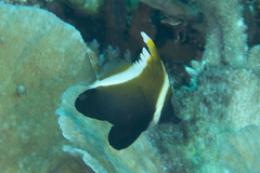 Heniochus varius