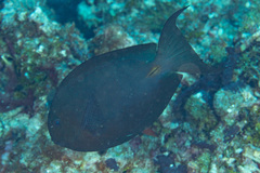 Acanthurus nubilus