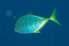 Flavocaranx bajad