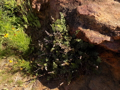 Notholaena grayi grayi