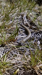 Ommatoiulus rutilans