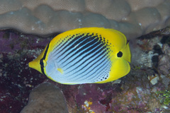 Chaetodon ocellicaudus