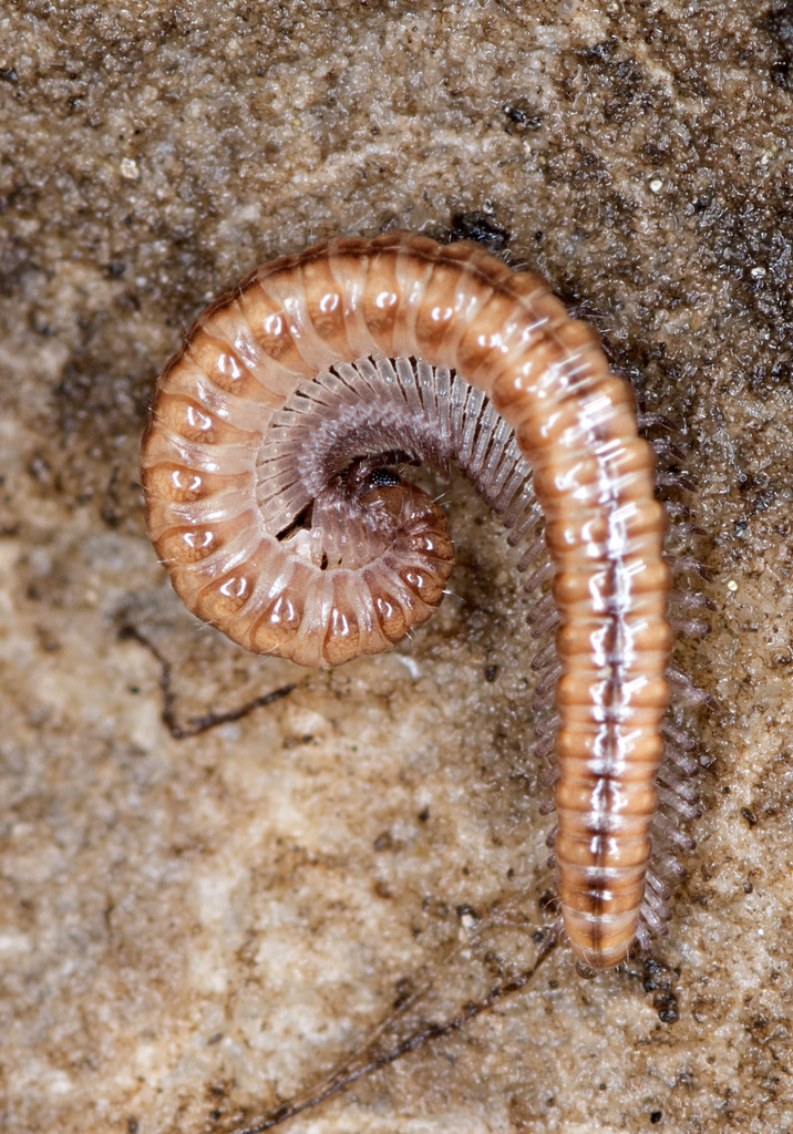 Neoatractosomatidae