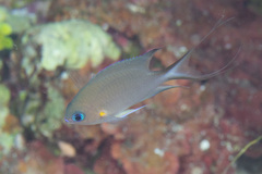 Pycnochromis amboinensis
