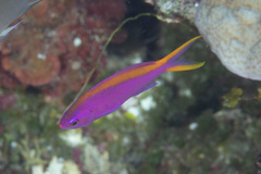 Mirolabrichthys tuka