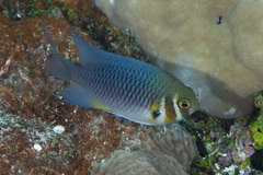 Neoglyphidodon mitratus