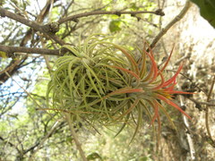 Tillandsia ionantha