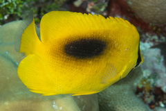 Chaetodon speculum