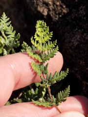 Notholaena grayi grayi