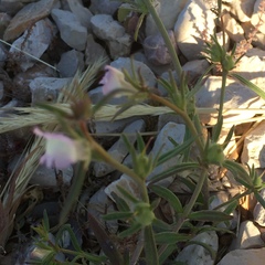 Misopates