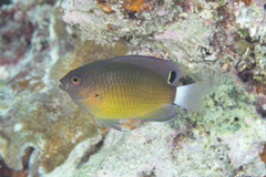 Pomacentrus bankanensis