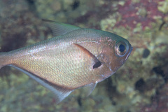 Pempheris oualensis